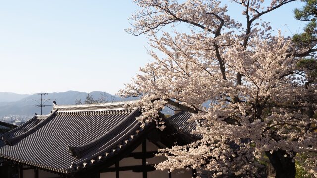 清水寺の桜