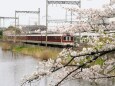 郡山城の桜と近鉄電車