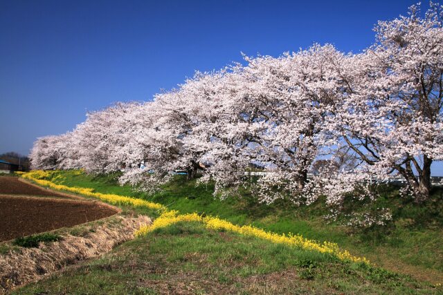 みなみかた千本桜