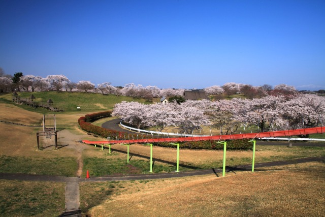 春の公園