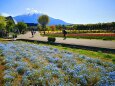 山中湖花の都公園