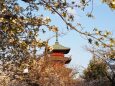 池上本門寺の桜