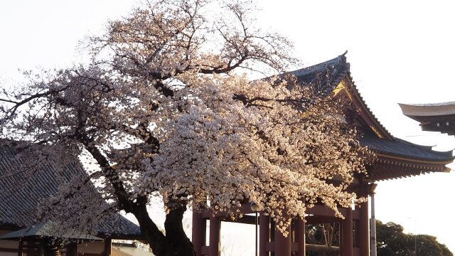 池上本門寺の桜