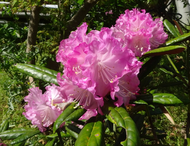 晴れた日にシャクナゲの花