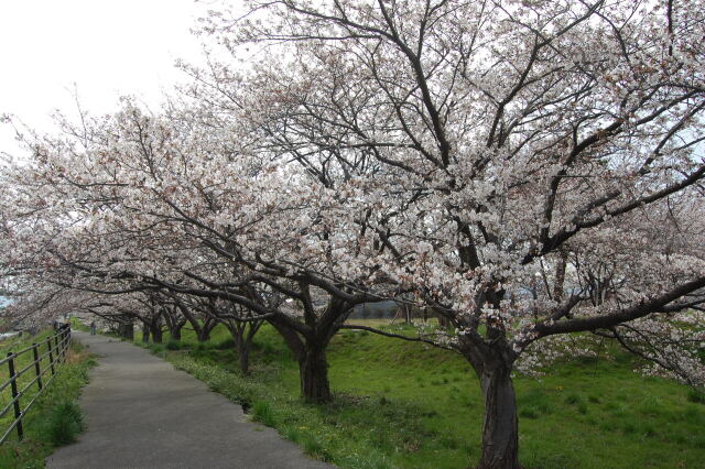 春です！桜です 2024年