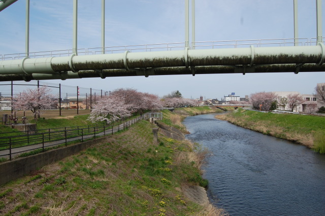 春です！桜です 2024年