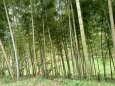 ほととぎす鳴く竹林