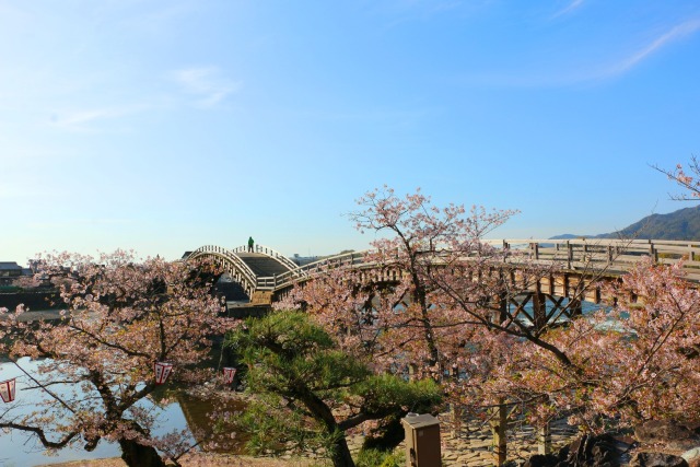 春の錦帯橋
