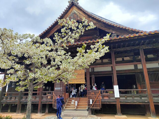 春の宮島千畳敷