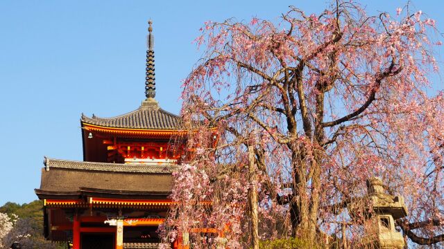 清水寺のしだれ桜