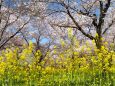 平野神社の桜と菜の花