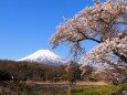 忍野村の桜と富士山