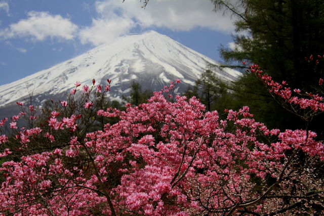 ミツバツツジに富士山