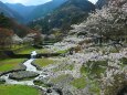 春の養老公園