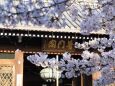 清水寺の桜