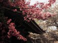 平野神社の桜