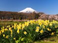 忍野村の桜と水仙と富士山