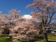 忍野村の桜と富士山