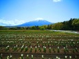 山中湖花の都公園