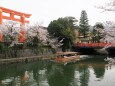 岡崎疏水の桜と十石舟