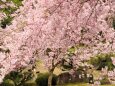 平安神宮のしだれ桜