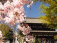 仁和寺の桜