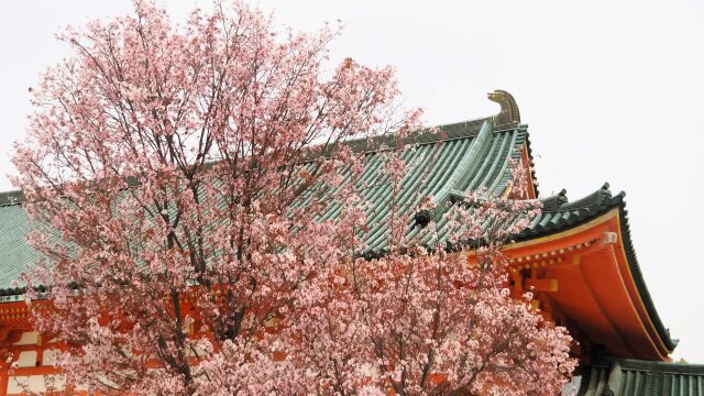 平安神宮の左近の桜