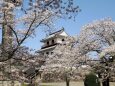 白石城の桜