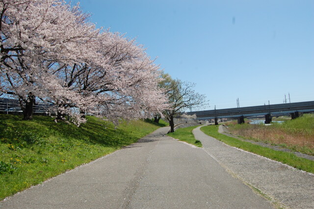 春です！桜です 2024年
