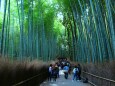 春の嵯峨野竹林