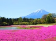 本栖湖芝桜