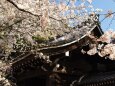 平野神社の桜