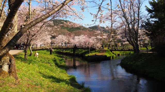 忍野村の桜