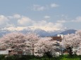 白石川堤の桜