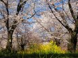 平野神社の桜と菜の花