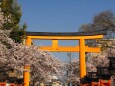 平野神社の桜