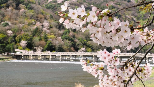 嵐山の桜