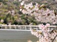 嵐山の桜