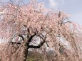 嵐山のしだれ桜