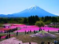 本栖湖芝桜