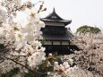 郡山城の桜