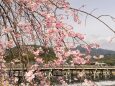 嵐山のしだれ桜