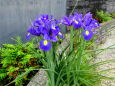 八十八夜も近づくカキツバタの花