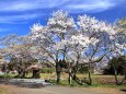 七ツ田の弘法桜