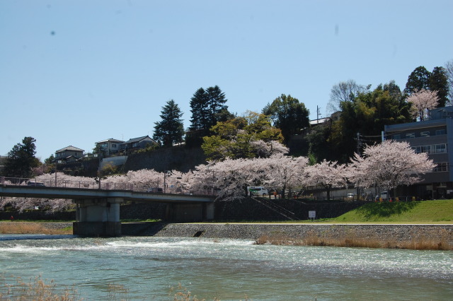 春です！桜です 2024年