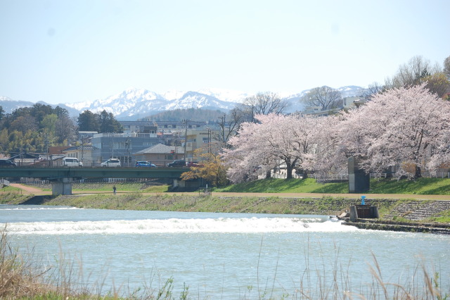 春です！桜です 2024年