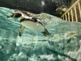 泳ぎの可愛いペンギン