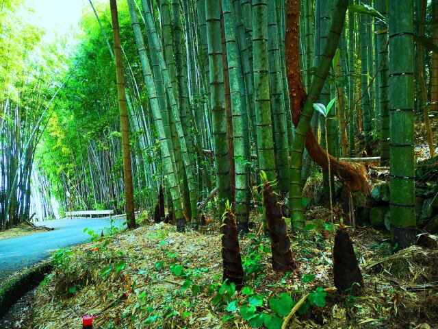 タケノコと竹林