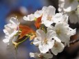 平野神社の桜