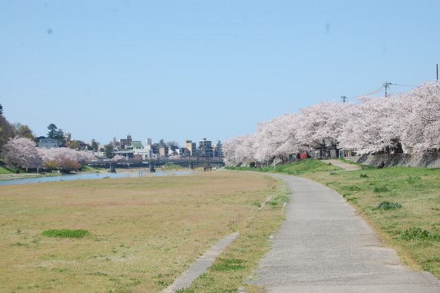 春です！桜です 2024年